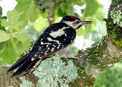 Great Spotted Woodpecker