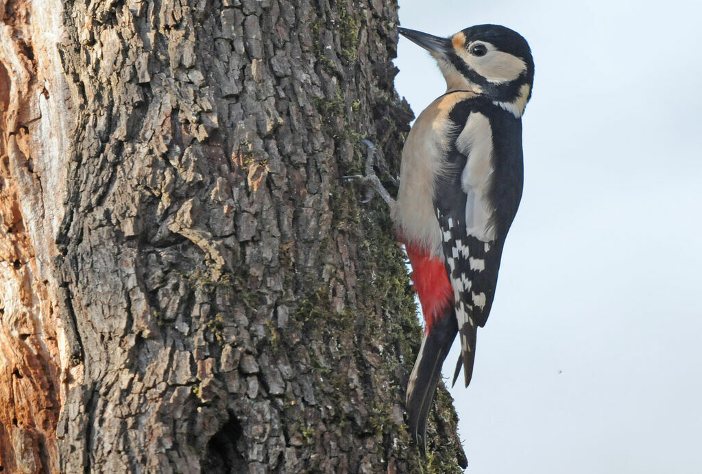 Great Spotted Woodpecker