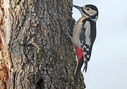 Great Spotted Woodpecker