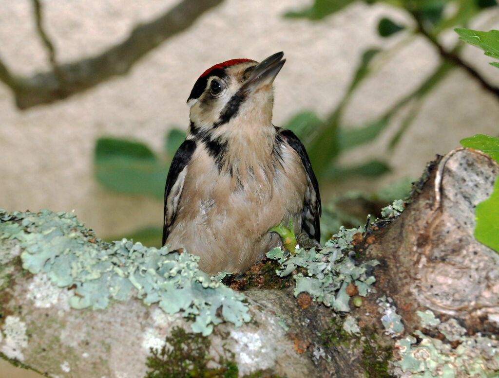 Great Spotted Woodpecker