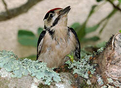 Great Spotted Woodpecker