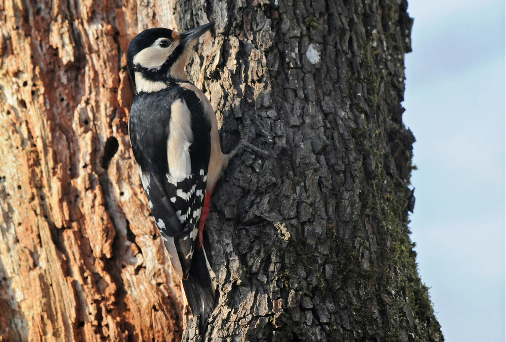 Great Spotted Woodpecker