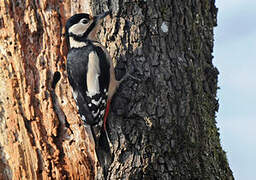 Great Spotted Woodpecker