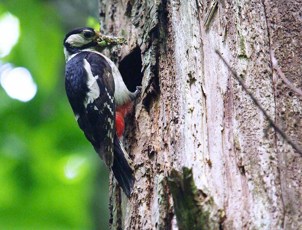 Great Spotted Woodpecker