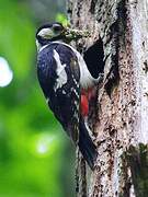 Great Spotted Woodpecker