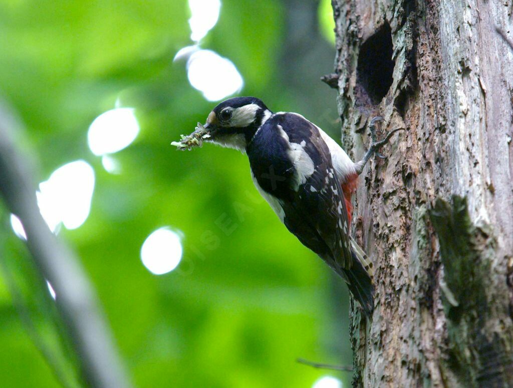 Great Spotted Woodpecker