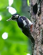 Great Spotted Woodpecker