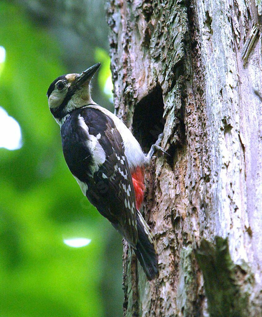 Great Spotted Woodpecker