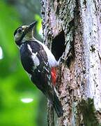 Great Spotted Woodpecker