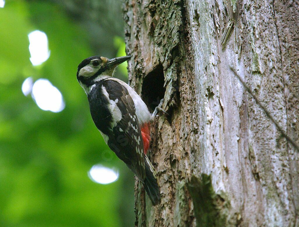 Great Spotted Woodpecker