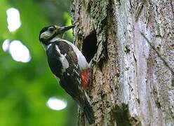 Great Spotted Woodpecker