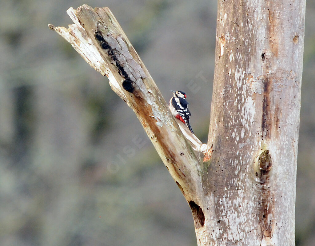 Great Spotted Woodpecker