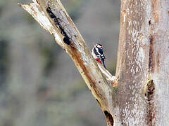 Great Spotted Woodpecker