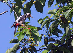 Great Spotted Woodpecker