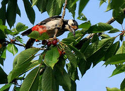 Great Spotted Woodpecker