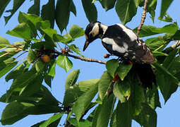 Great Spotted Woodpecker