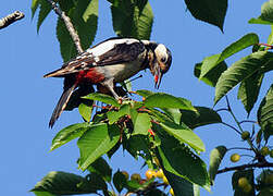 Great Spotted Woodpecker