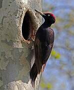 Black Woodpecker