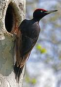 Black Woodpecker