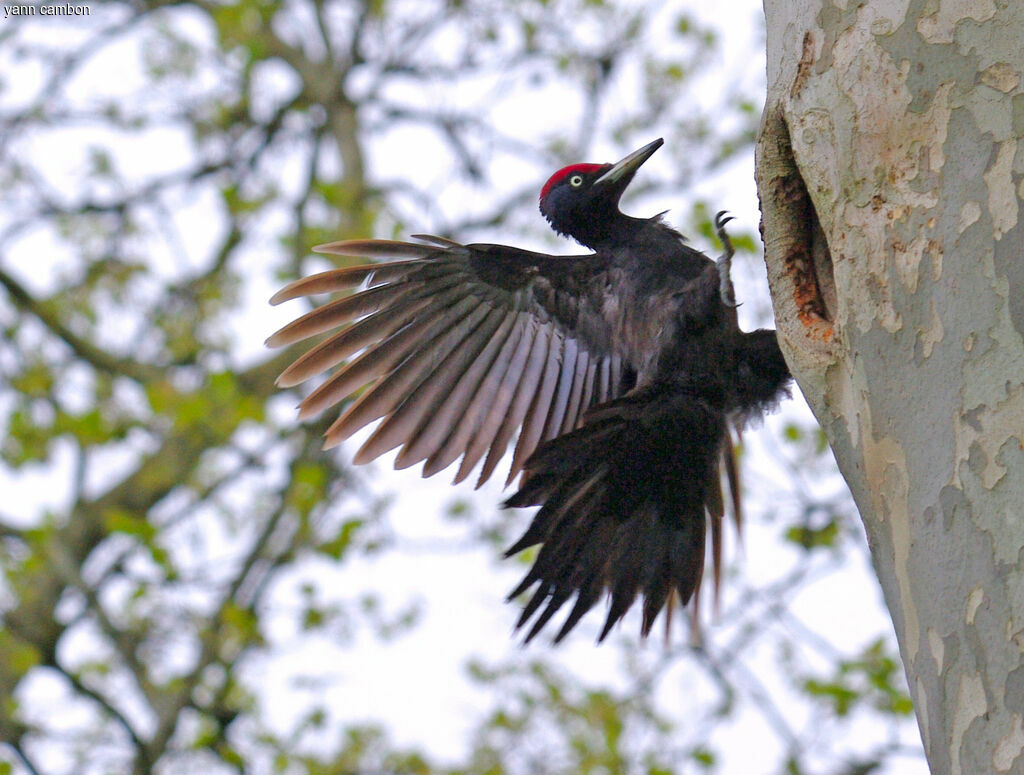 Black Woodpecker