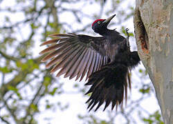 Black Woodpecker