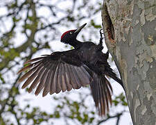 Black Woodpecker