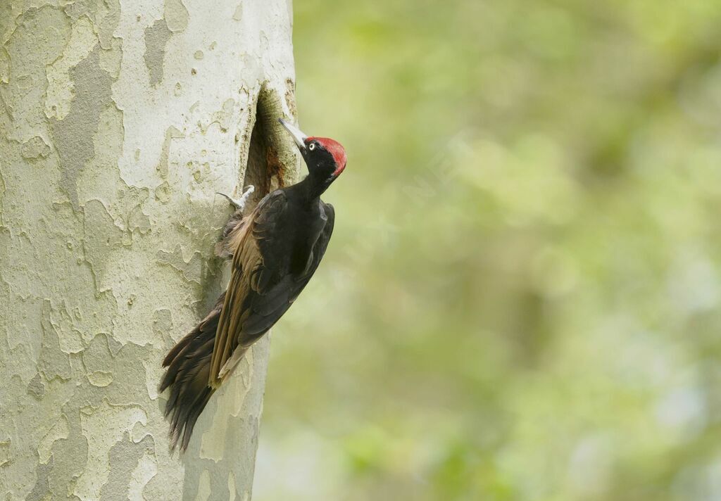 Black Woodpecker male adult breeding