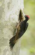 Black Woodpecker