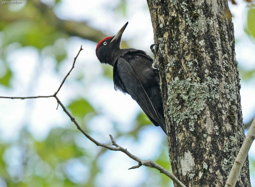 Black Woodpecker