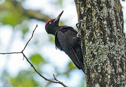 Black Woodpecker