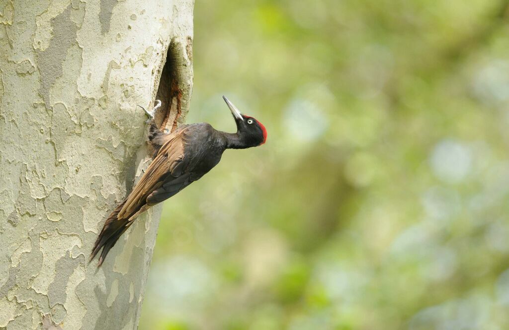 Black Woodpecker male adult breeding