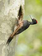 Black Woodpecker