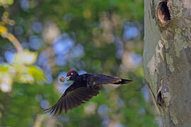 Black Woodpecker