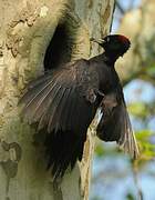 Black Woodpecker