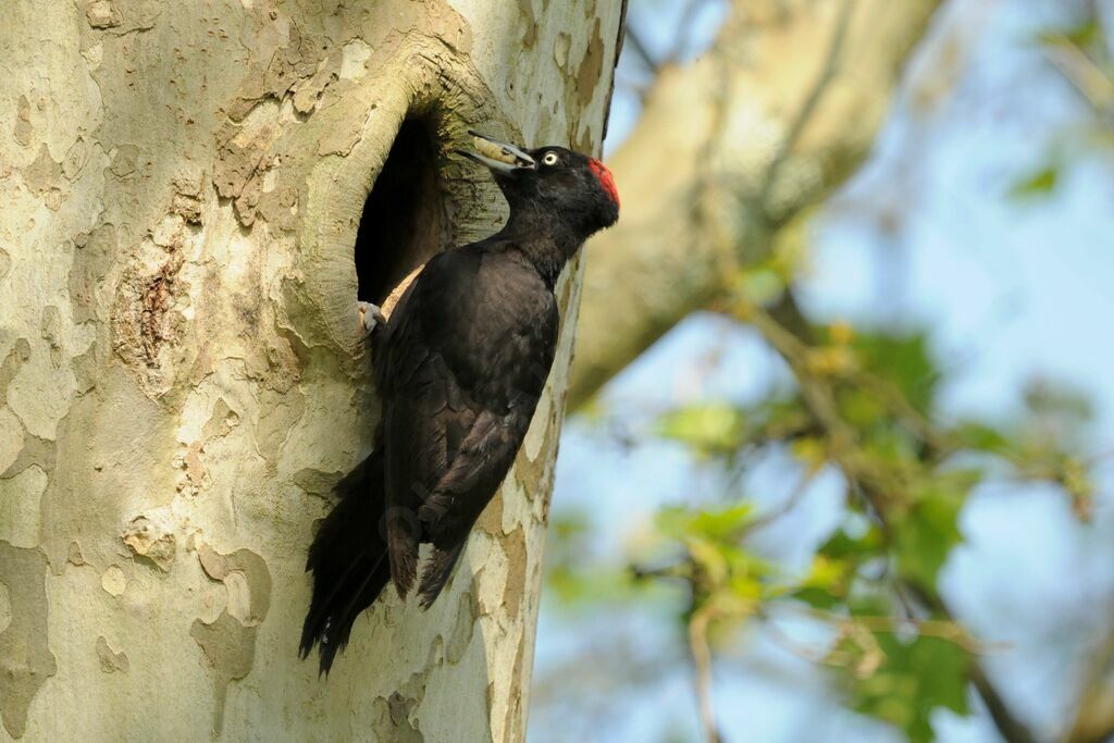 Black Woodpecker female adult breeding