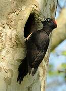 Black Woodpecker