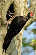 Black Woodpecker