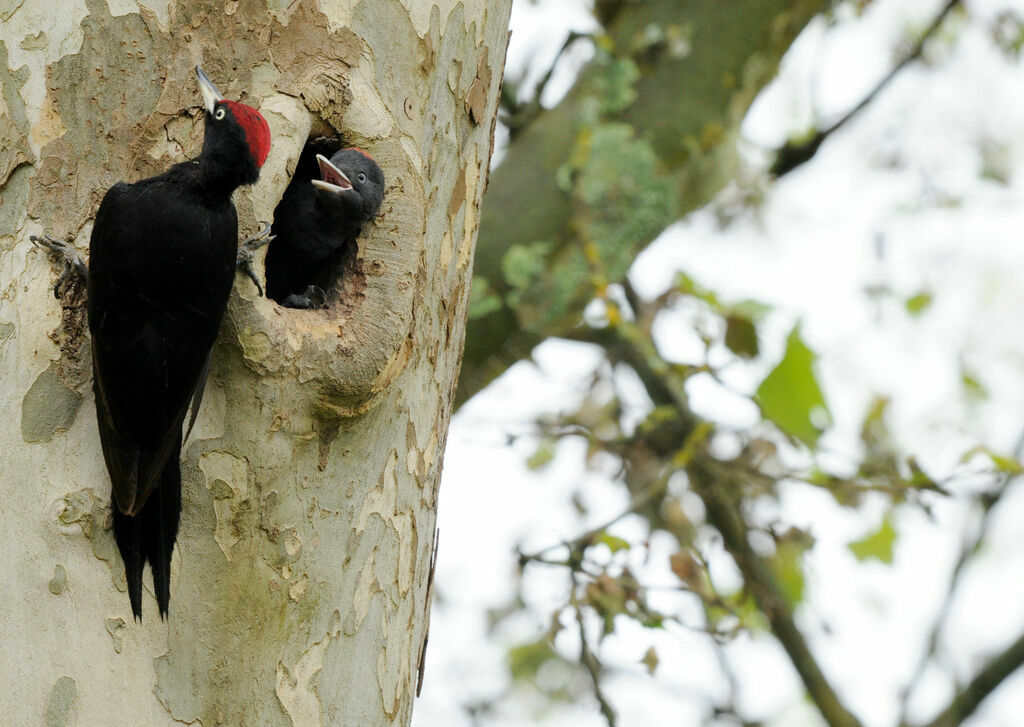 Black Woodpecker