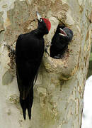 Black Woodpecker