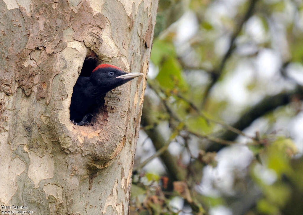 Black Woodpecker male juvenile, Reproduction-nesting