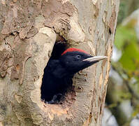 Black Woodpecker