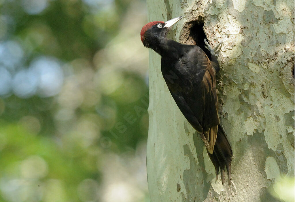 Black Woodpecker