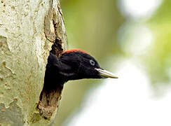 Black Woodpecker