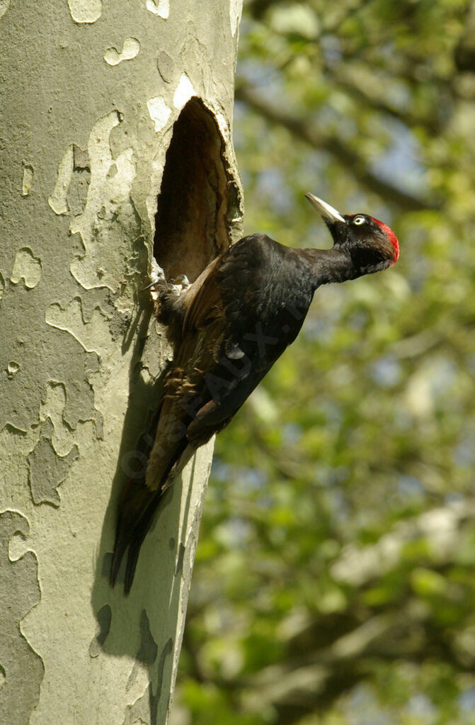 Black Woodpecker male adult breeding