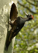 Black Woodpecker