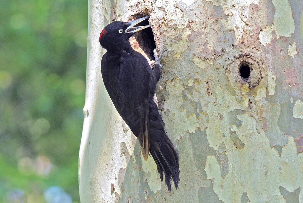 Black Woodpecker