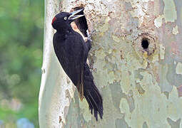 Black Woodpecker