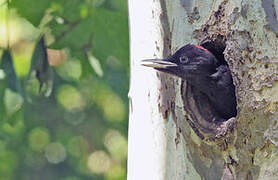 Black Woodpecker