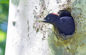 Black Woodpecker