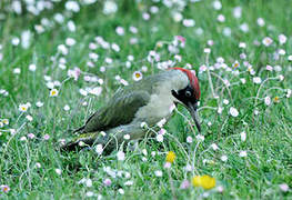 European Green Woodpecker